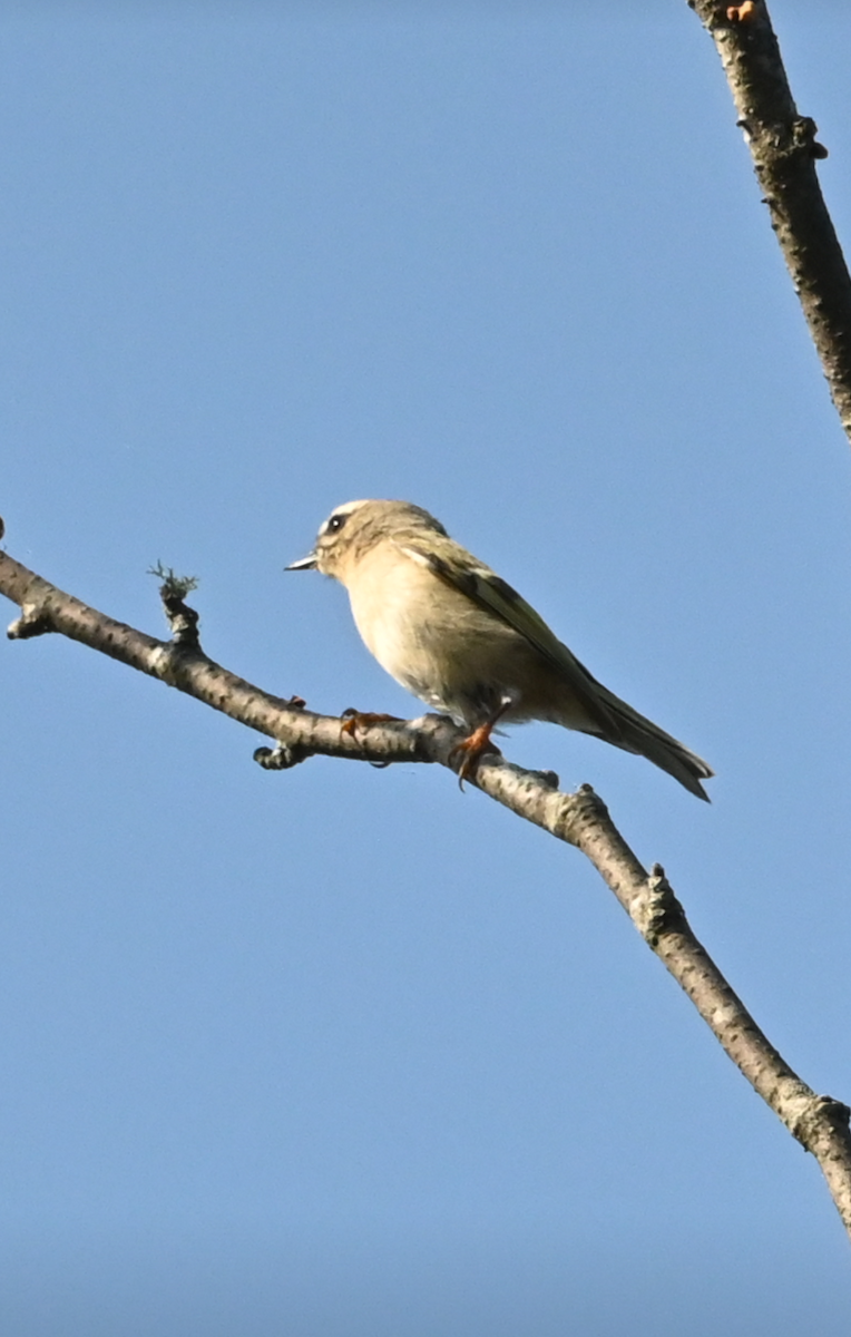 Golden-crowned Kinglet - ML623779457