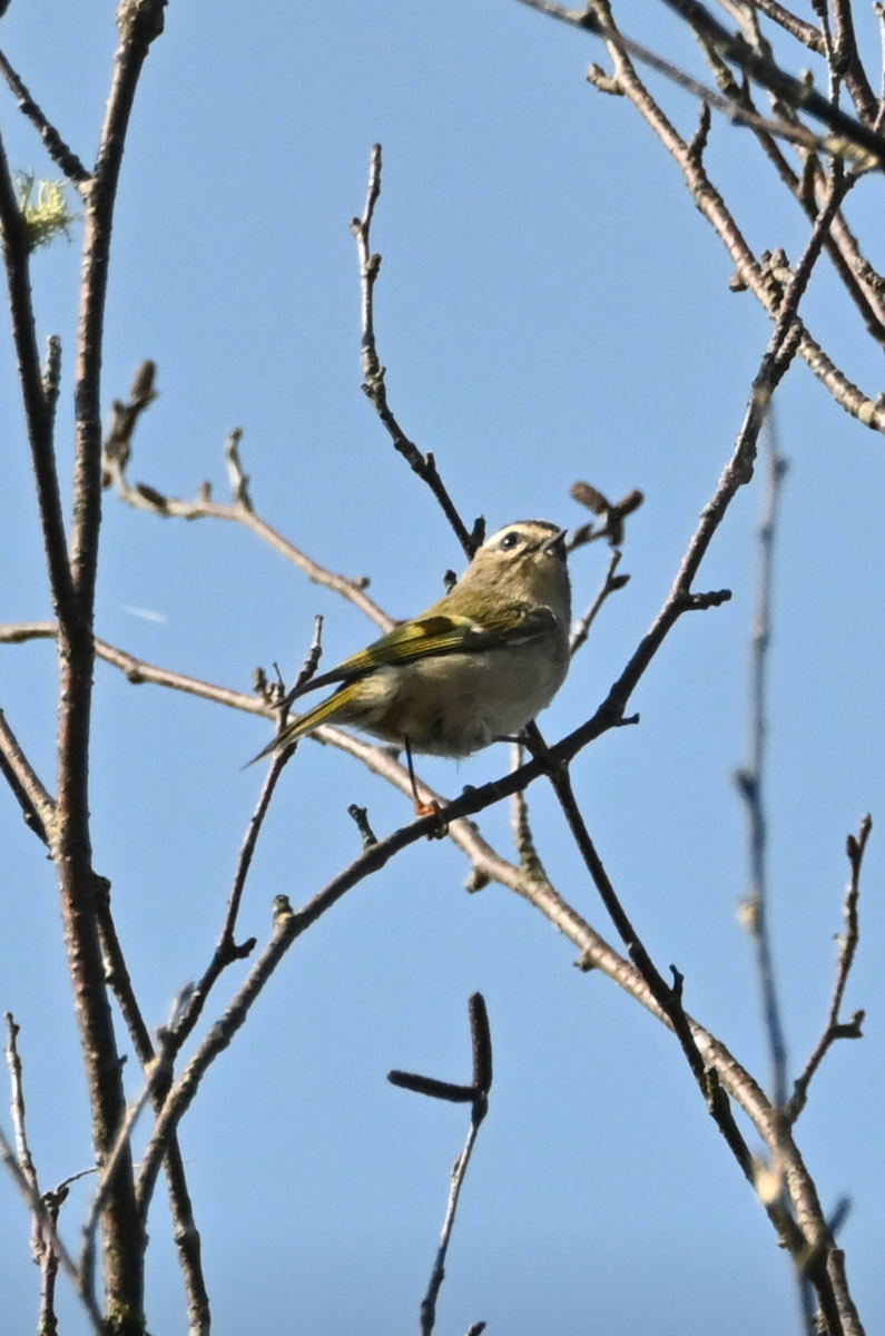 Golden-crowned Kinglet - ML623779458