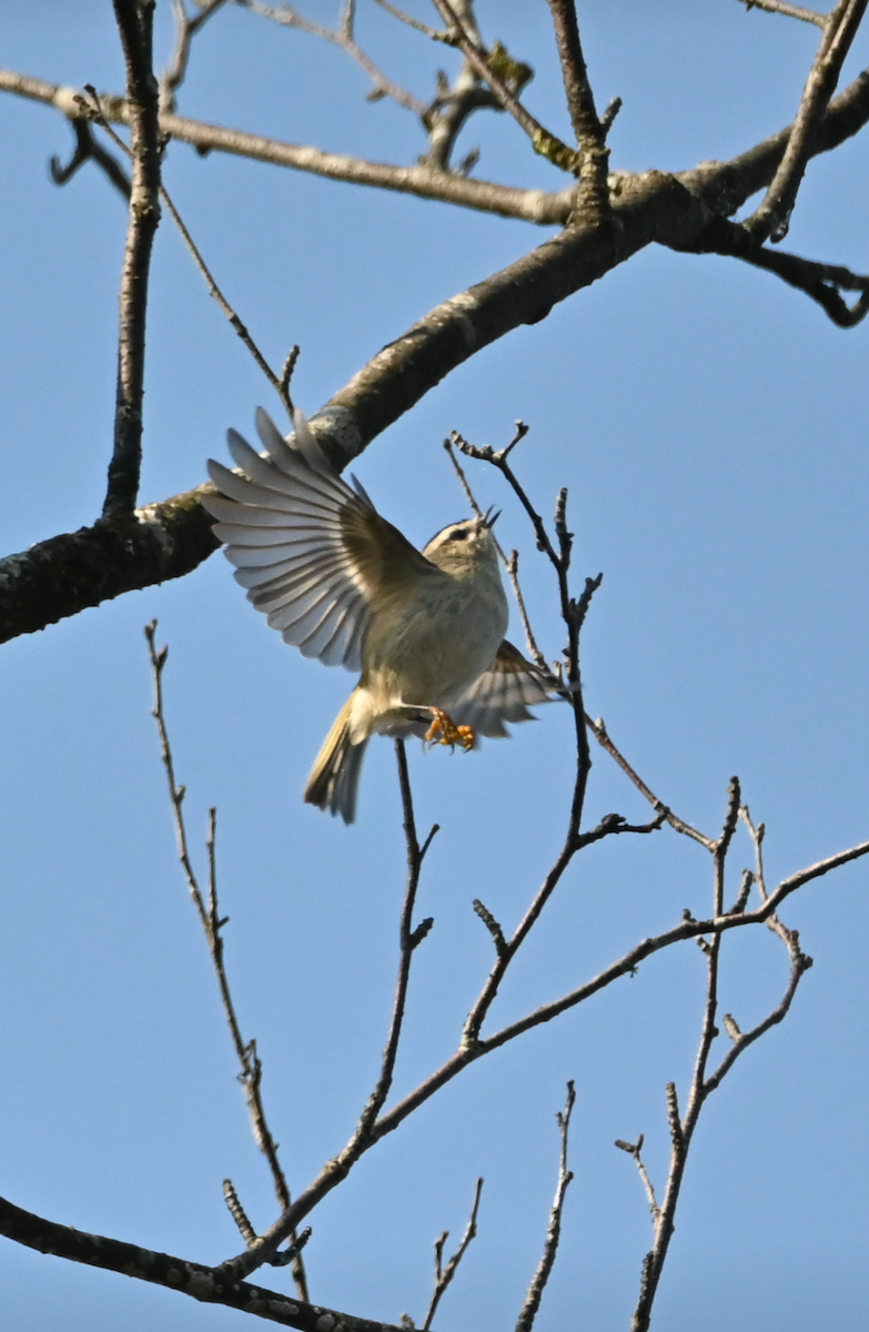 Golden-crowned Kinglet - ML623779459