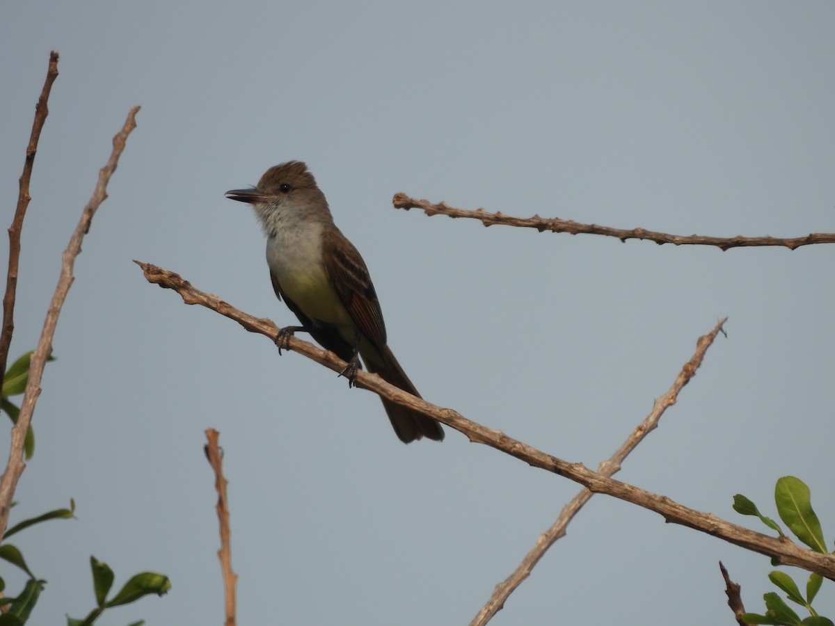 Brown-crested Flycatcher - ML623779461