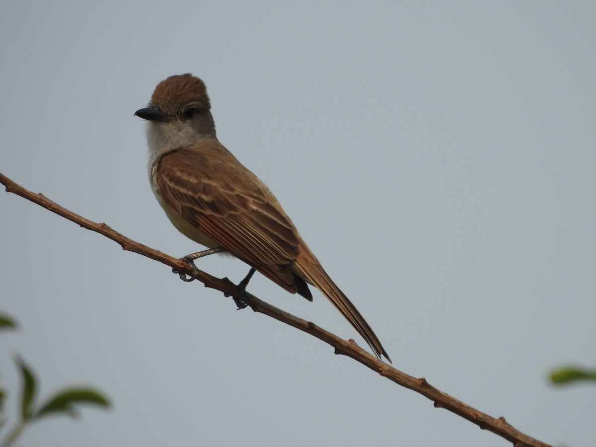 Brown-crested Flycatcher - ML623779462