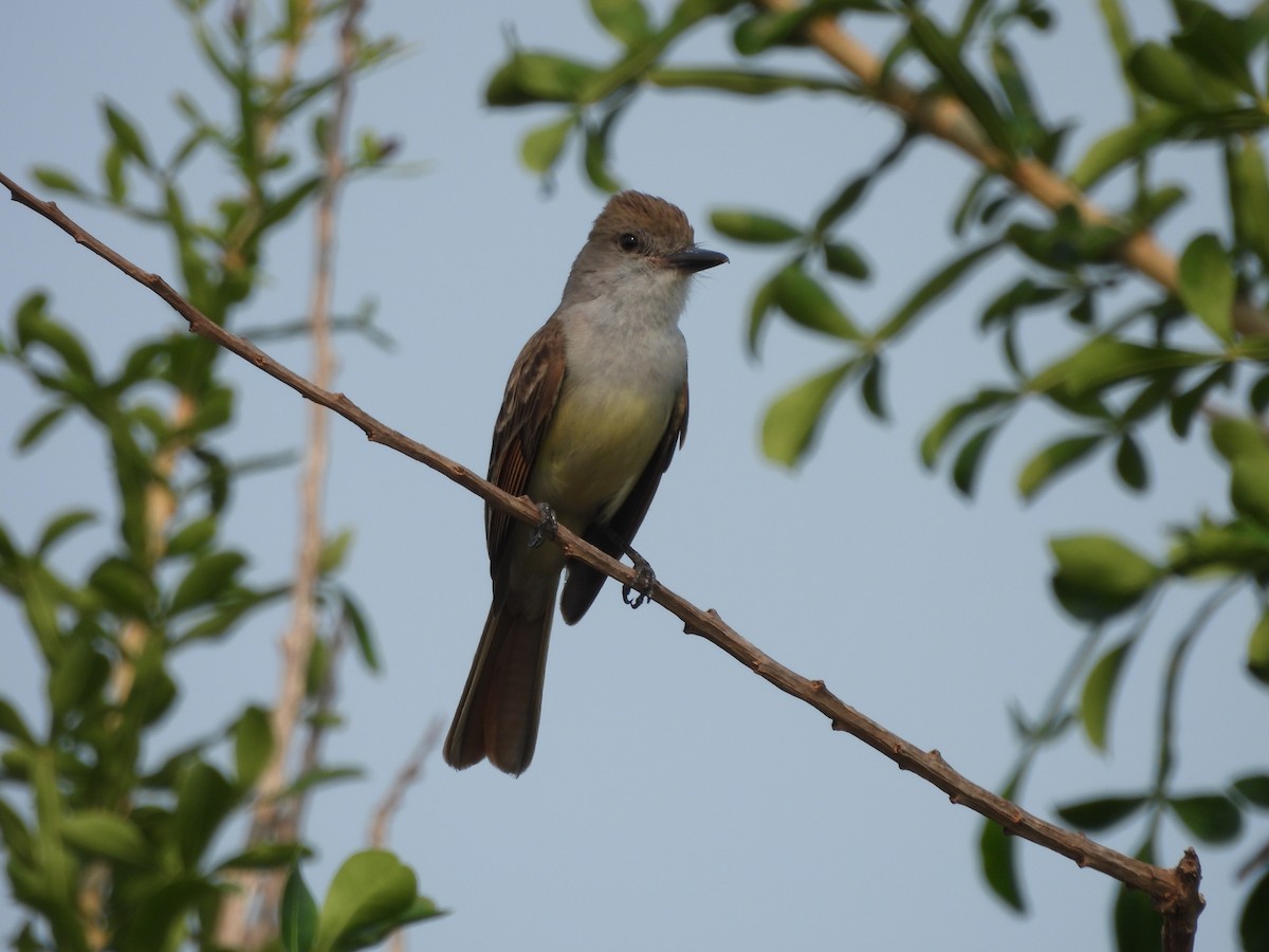 Brown-crested Flycatcher - ML623779463