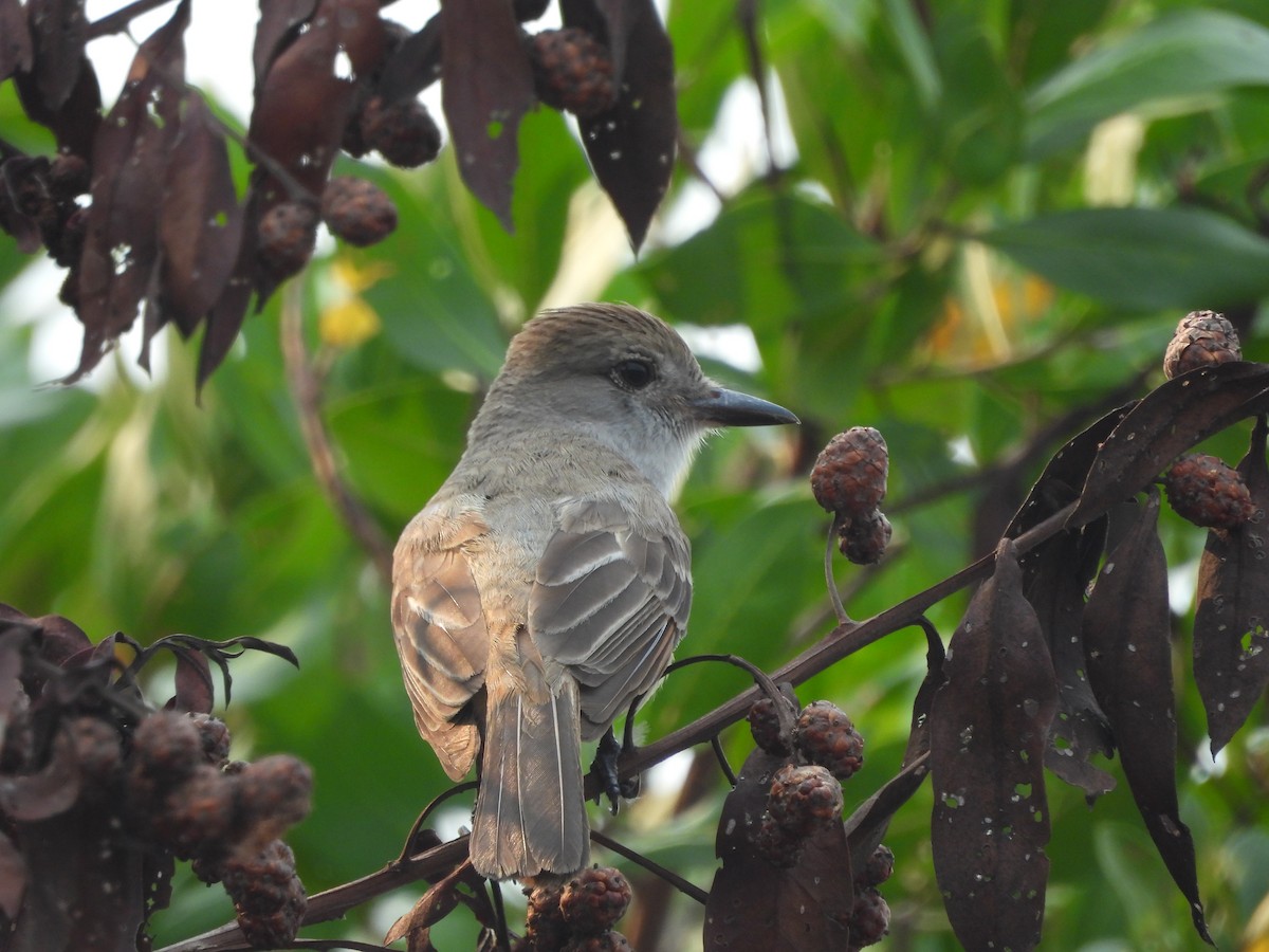 Brown-crested Flycatcher - ML623779470