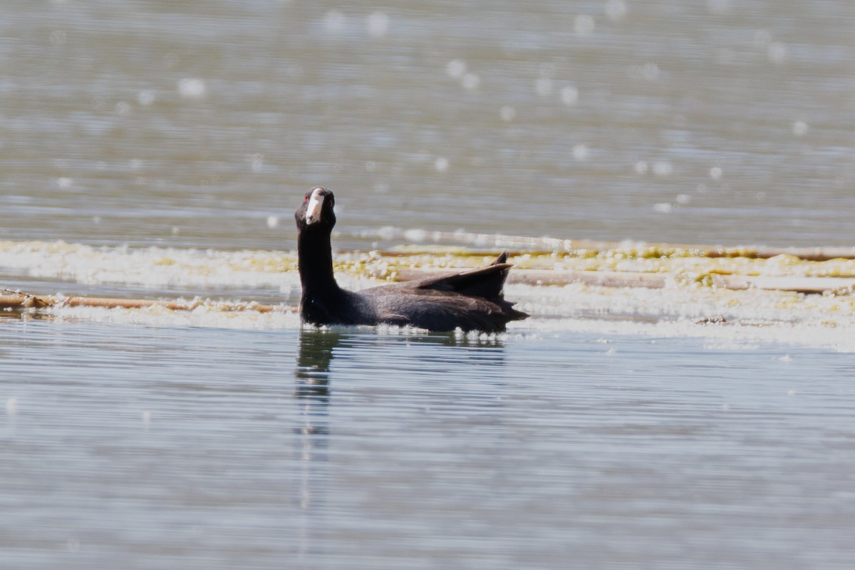 American Coot - ML623779478