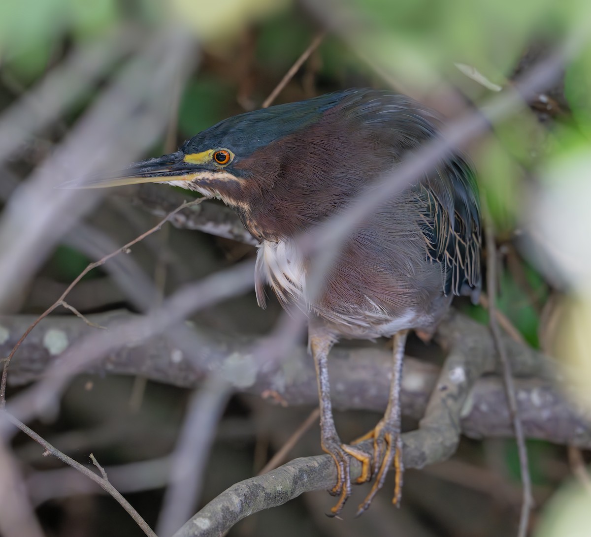 Green Heron - ML623779505