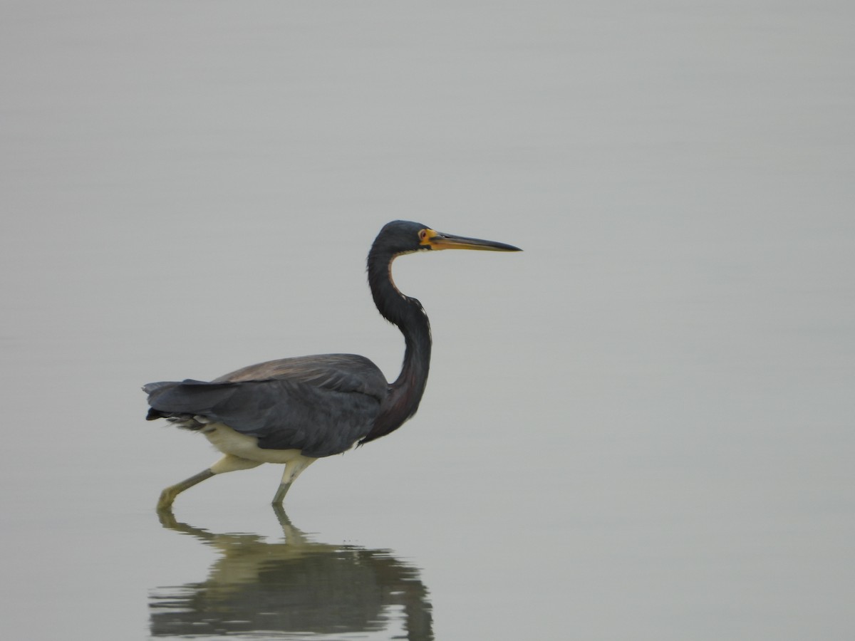 Tricolored Heron - ML623779506