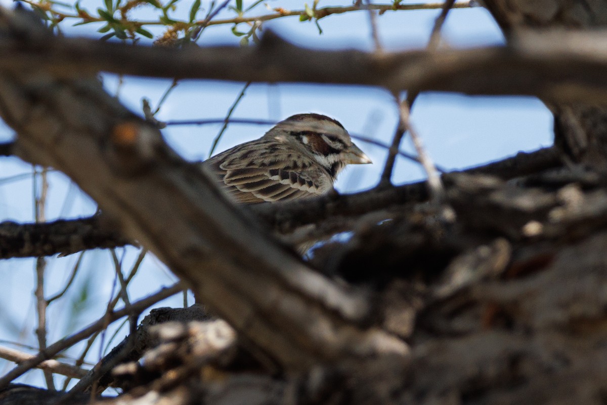 Lark Sparrow - ML623779522