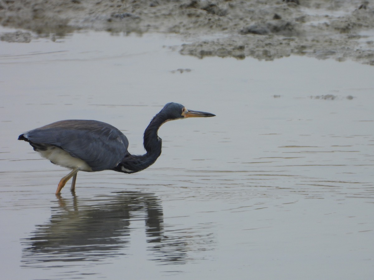 Tricolored Heron - ML623779526