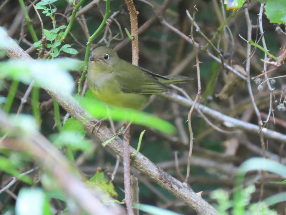 Connecticut Warbler - Kevin Cronin