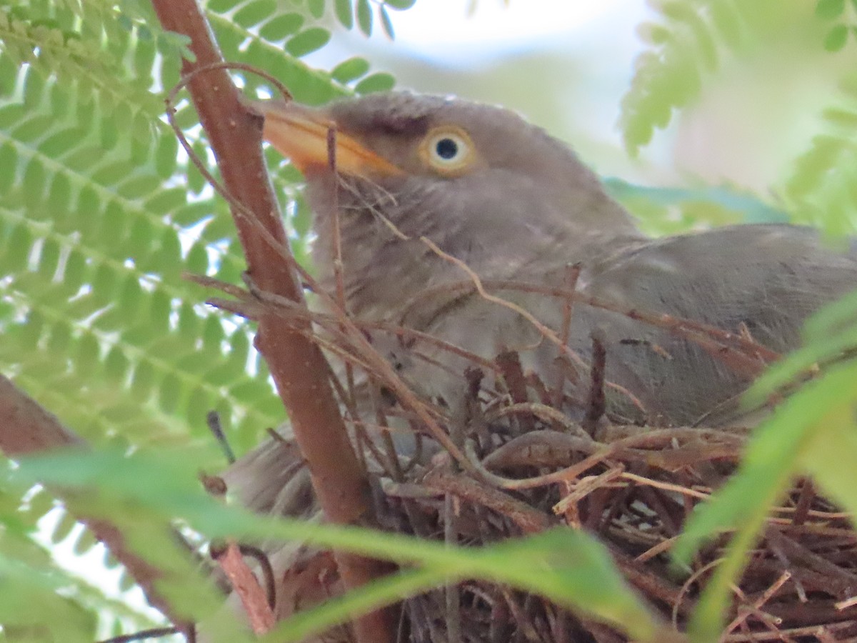 Jungle Babbler - ML623779547