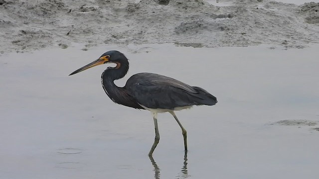 Tricolored Heron - ML623779555