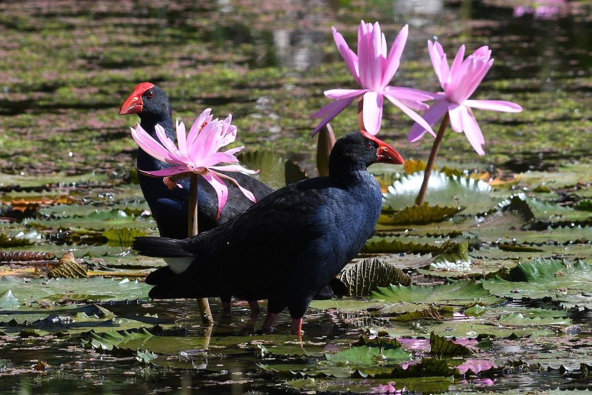 Australasian Swamphen - Scott Gruwell