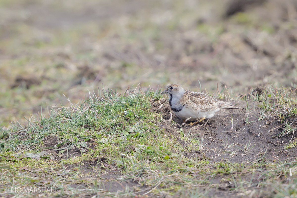 Least Seedsnipe - Pio Marshall