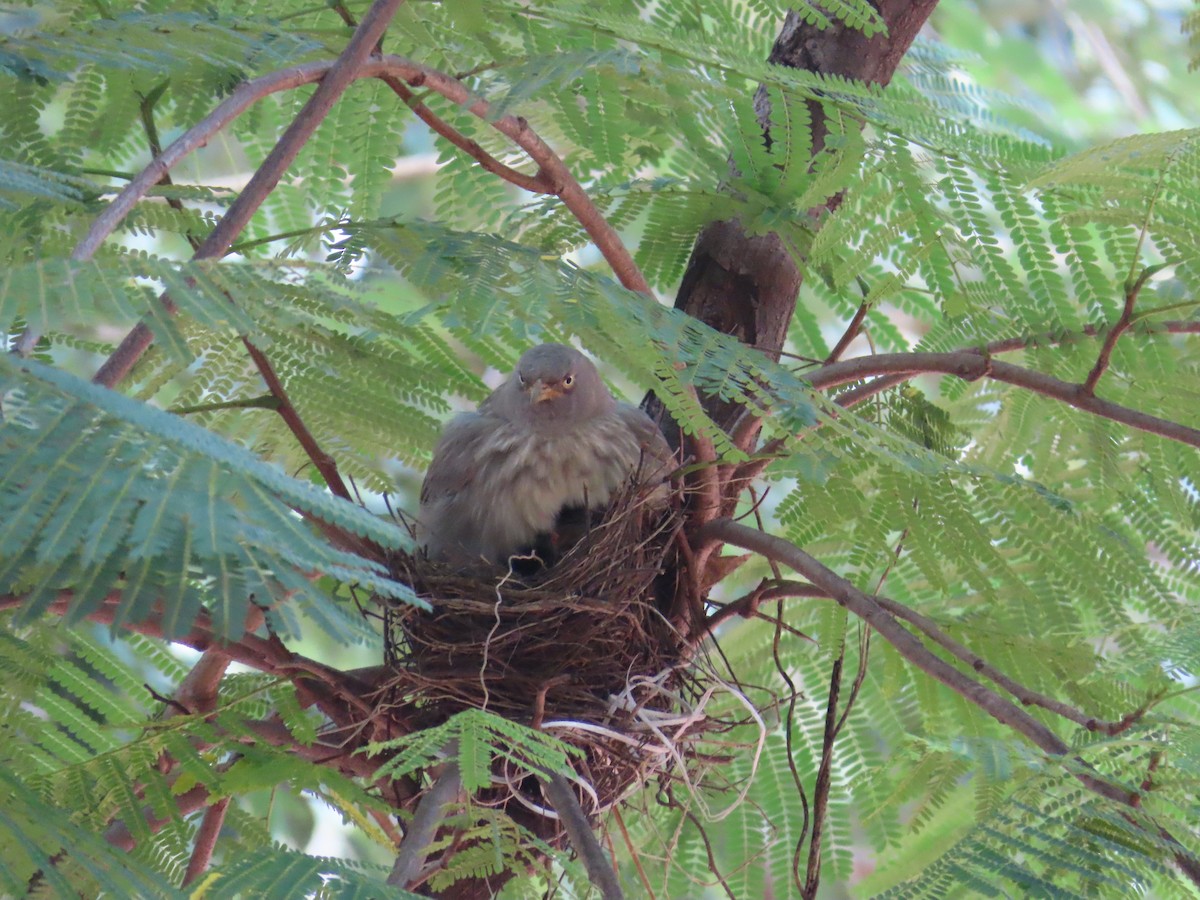 Jungle Babbler - ML623779567