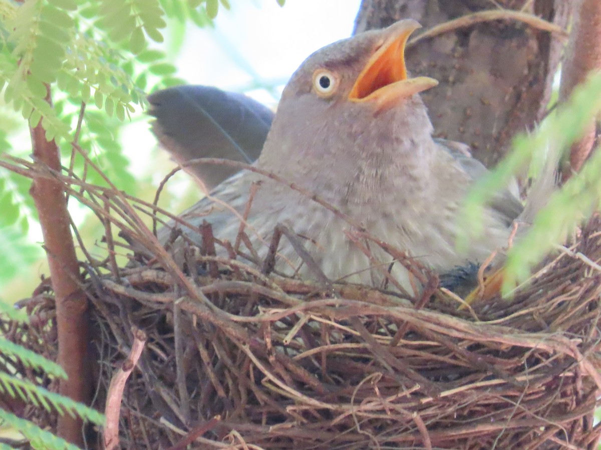 Jungle Babbler - ML623779575