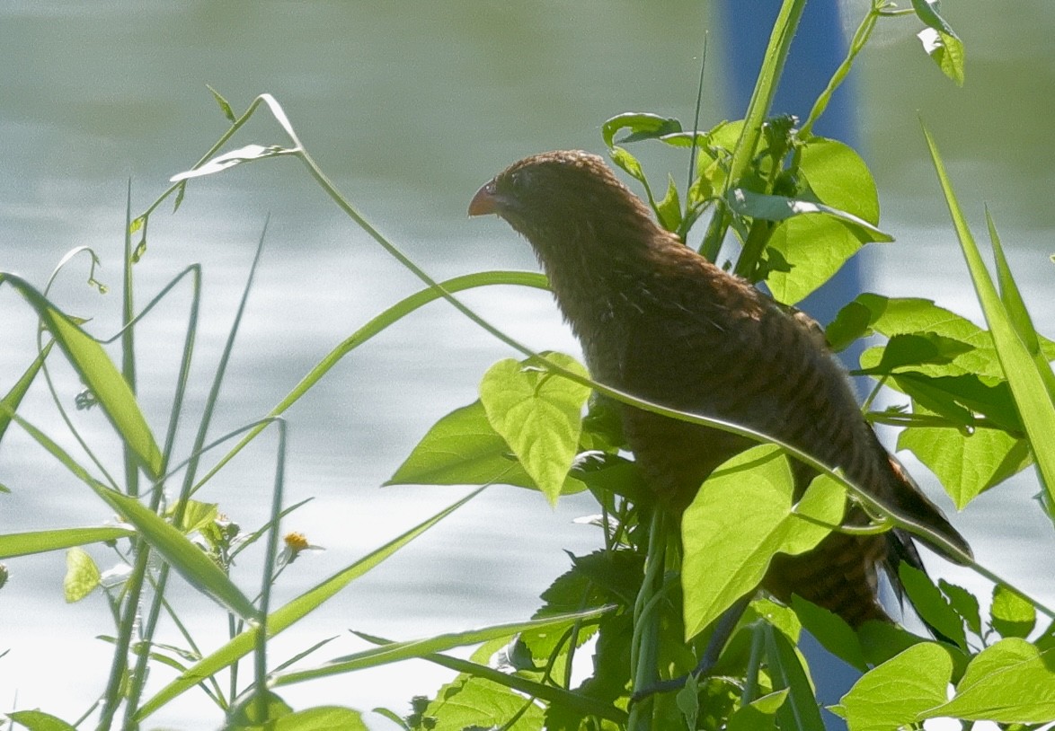 Lesser Coucal - Anonymous