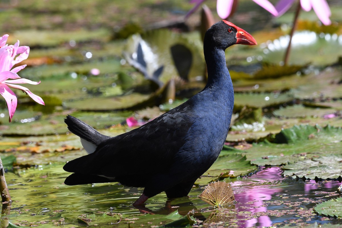 Australasian Swamphen - ML623779623