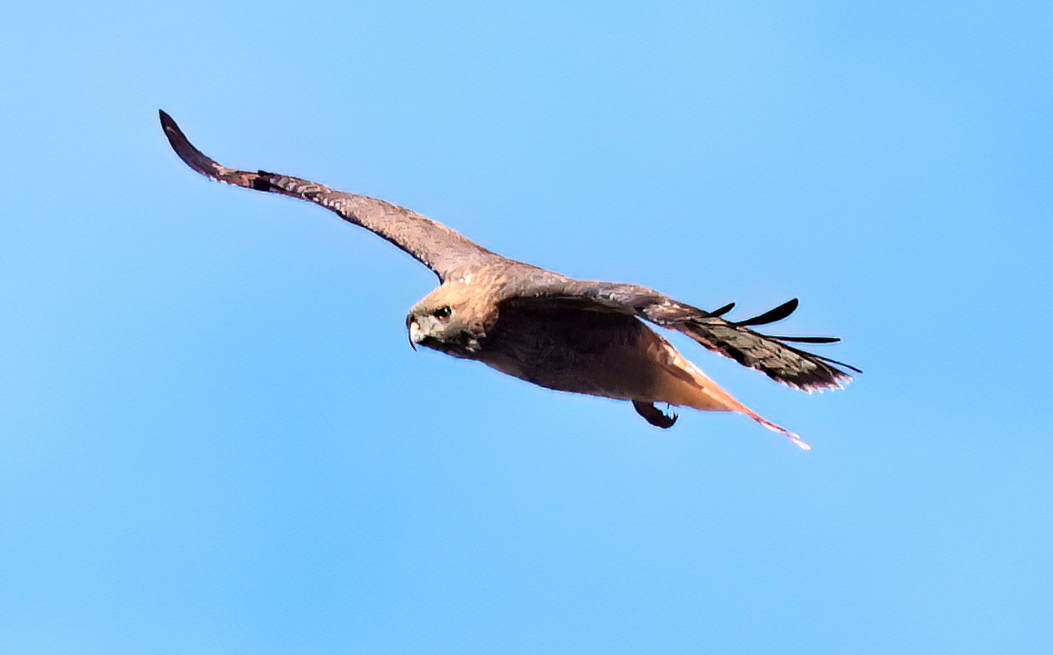 Red-tailed Hawk - ML623779624