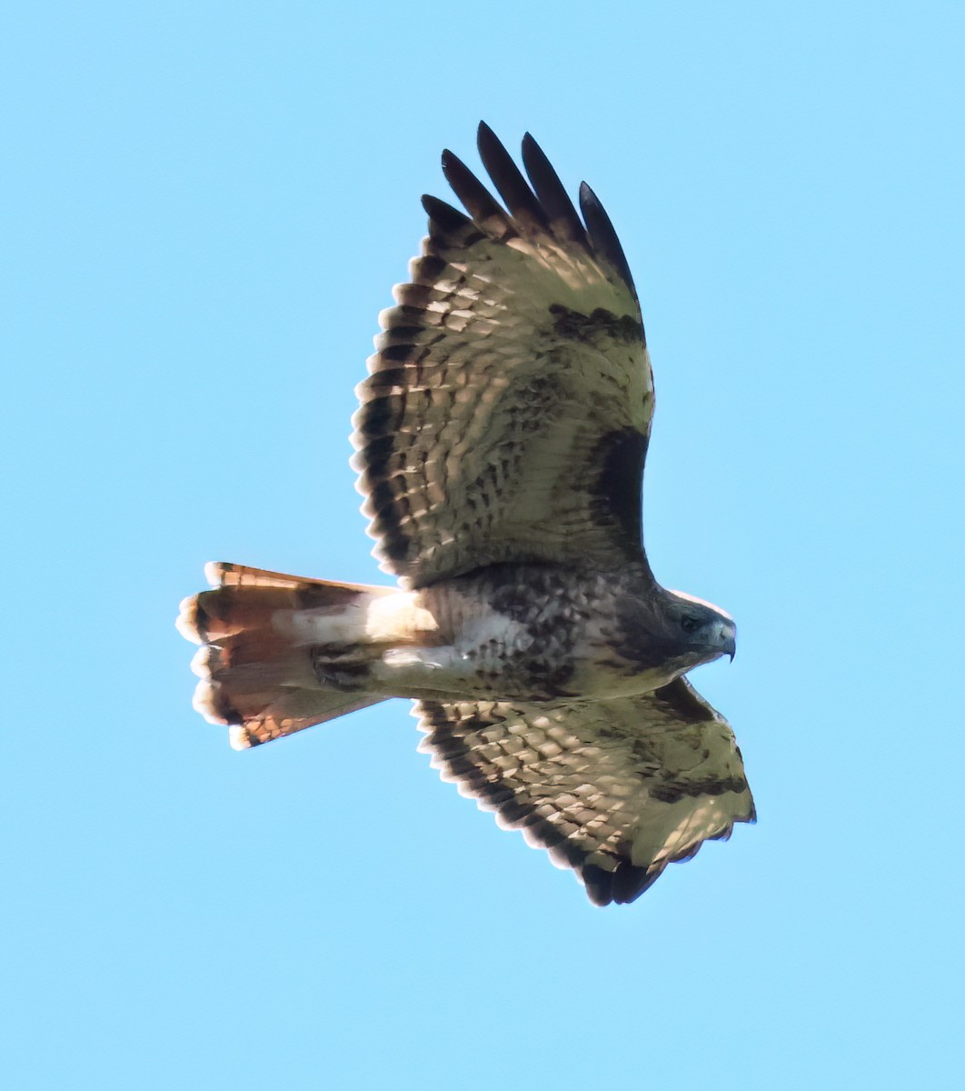 Red-tailed Hawk - Charlotte Byers