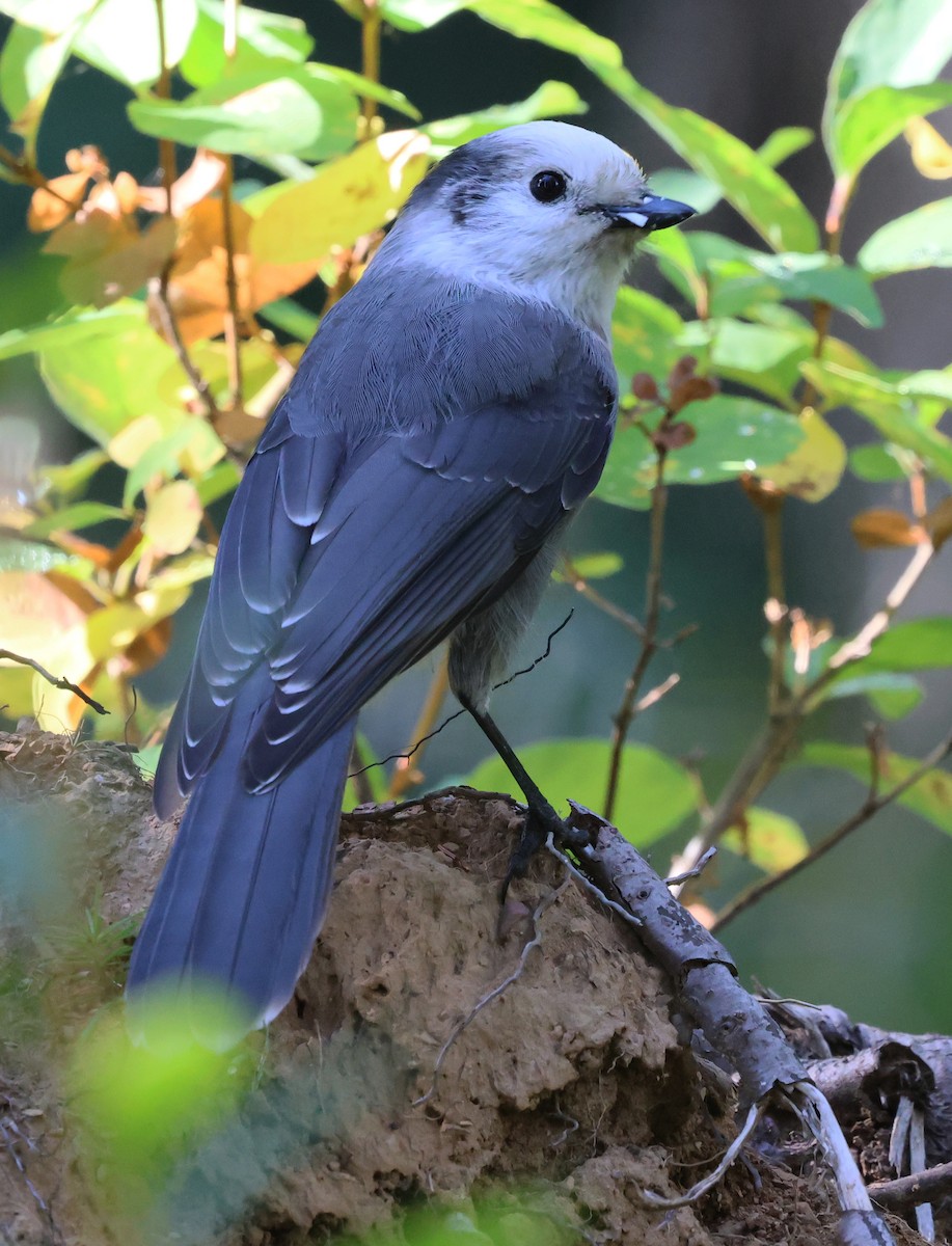 Canada Jay - ML623779637