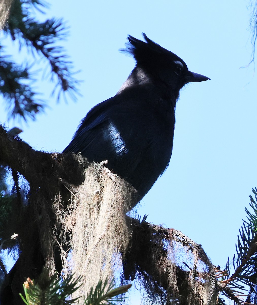 Steller's Jay - ML623779645