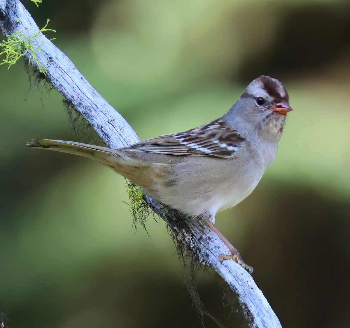 Bruant à couronne blanche - ML623779660