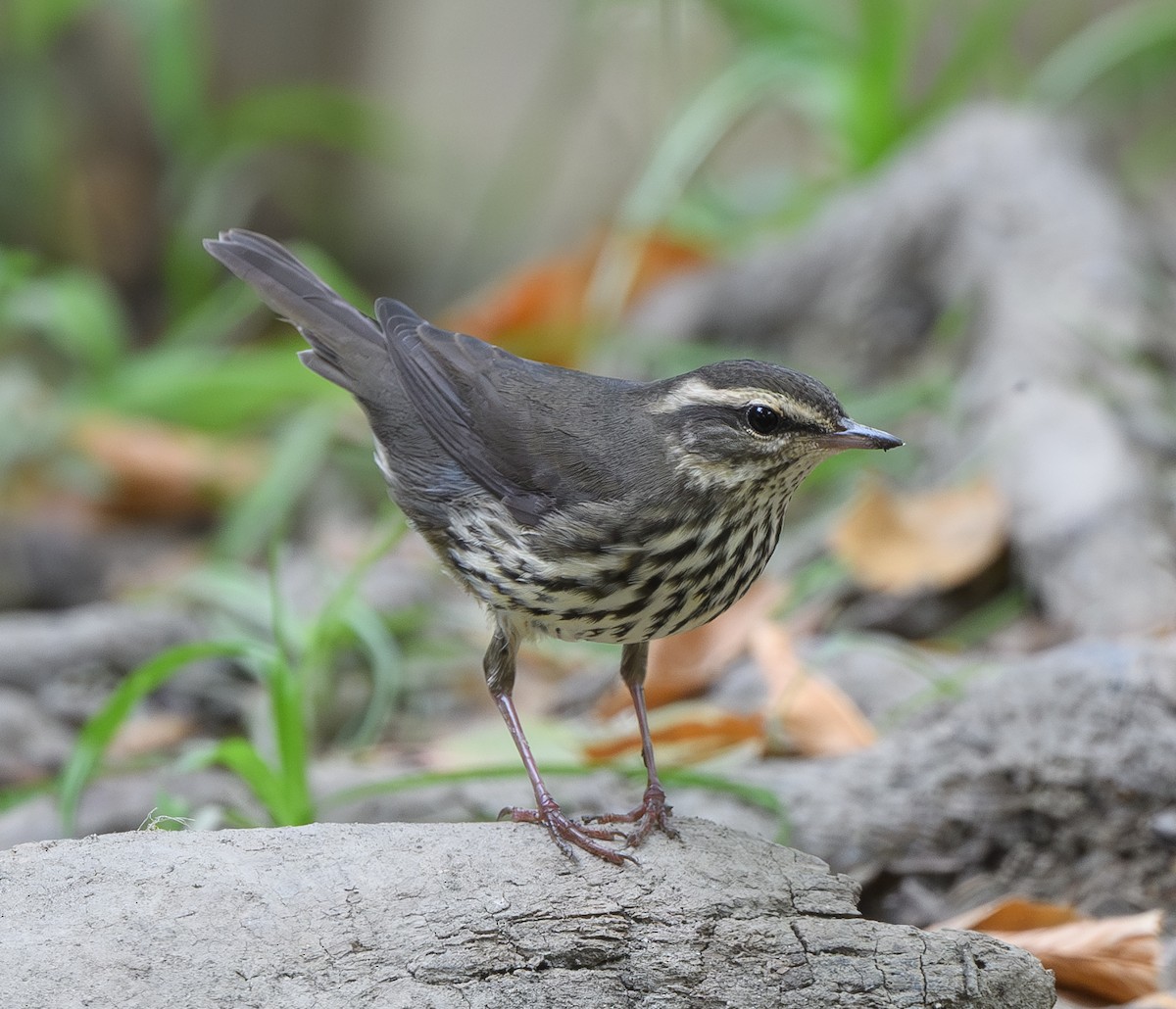 Northern Waterthrush - Joshua Greenfield