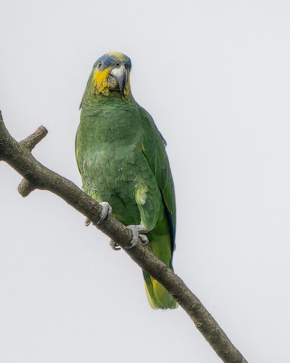 Orange-winged Parrot - Jairo Cadavid