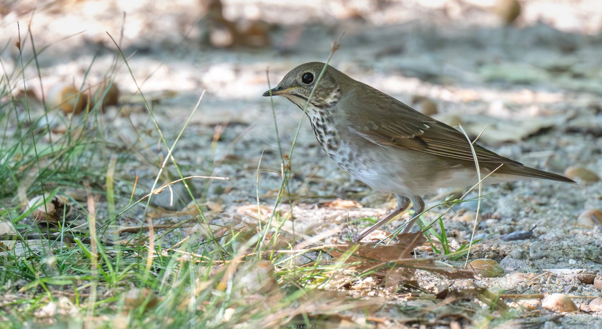 Gray-cheeked/Bicknell's Thrush - Wentao Yang