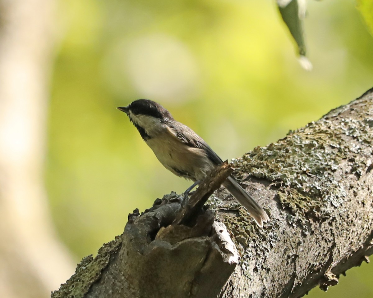 Carolina/Black-capped Chickadee - ML623779780