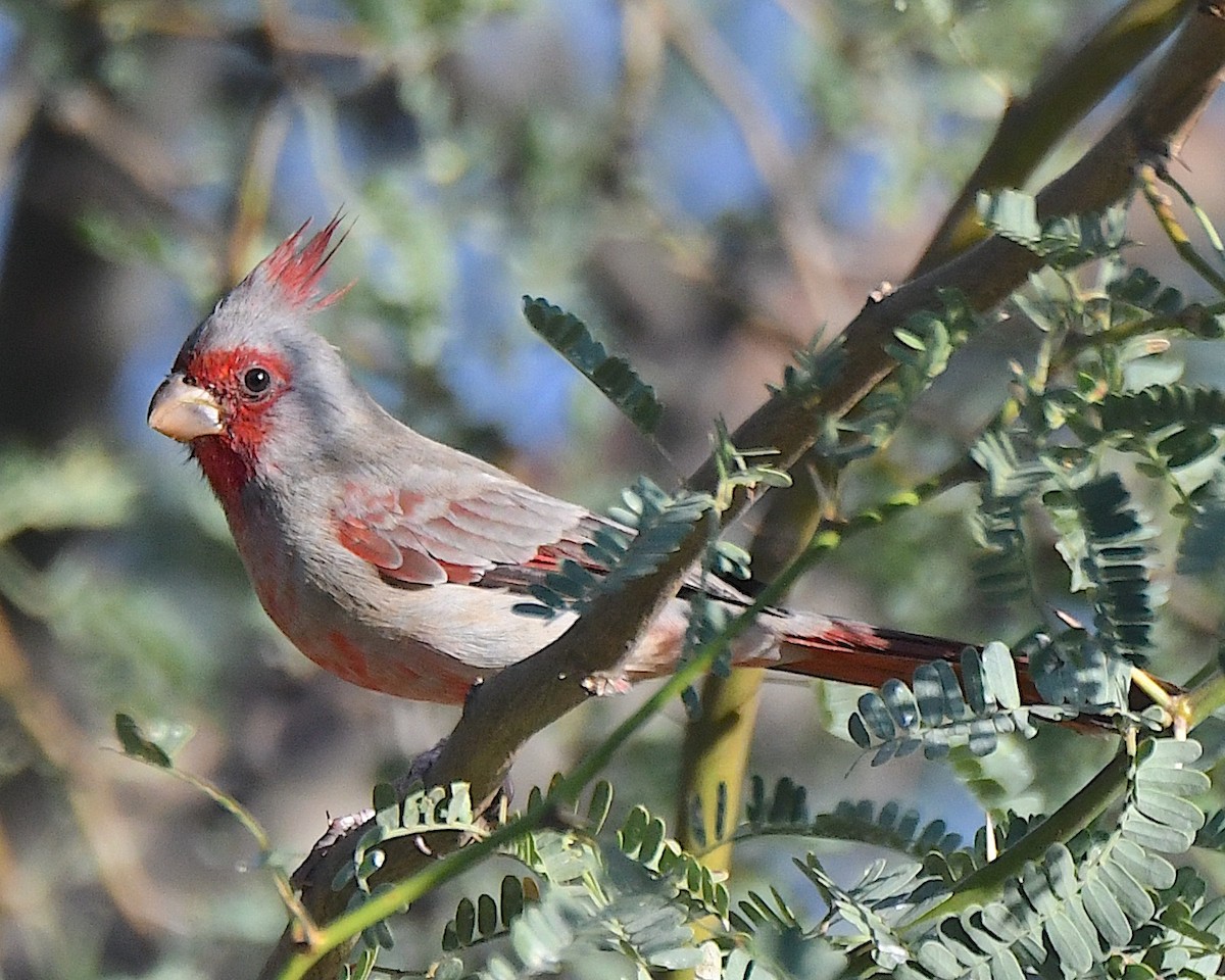 Pyrrhuloxia - ML623779810