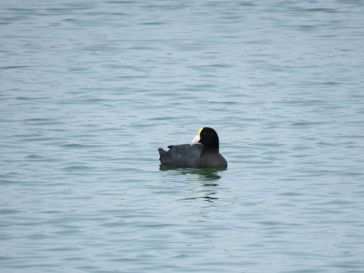 Slate-colored Coot - ML623779818