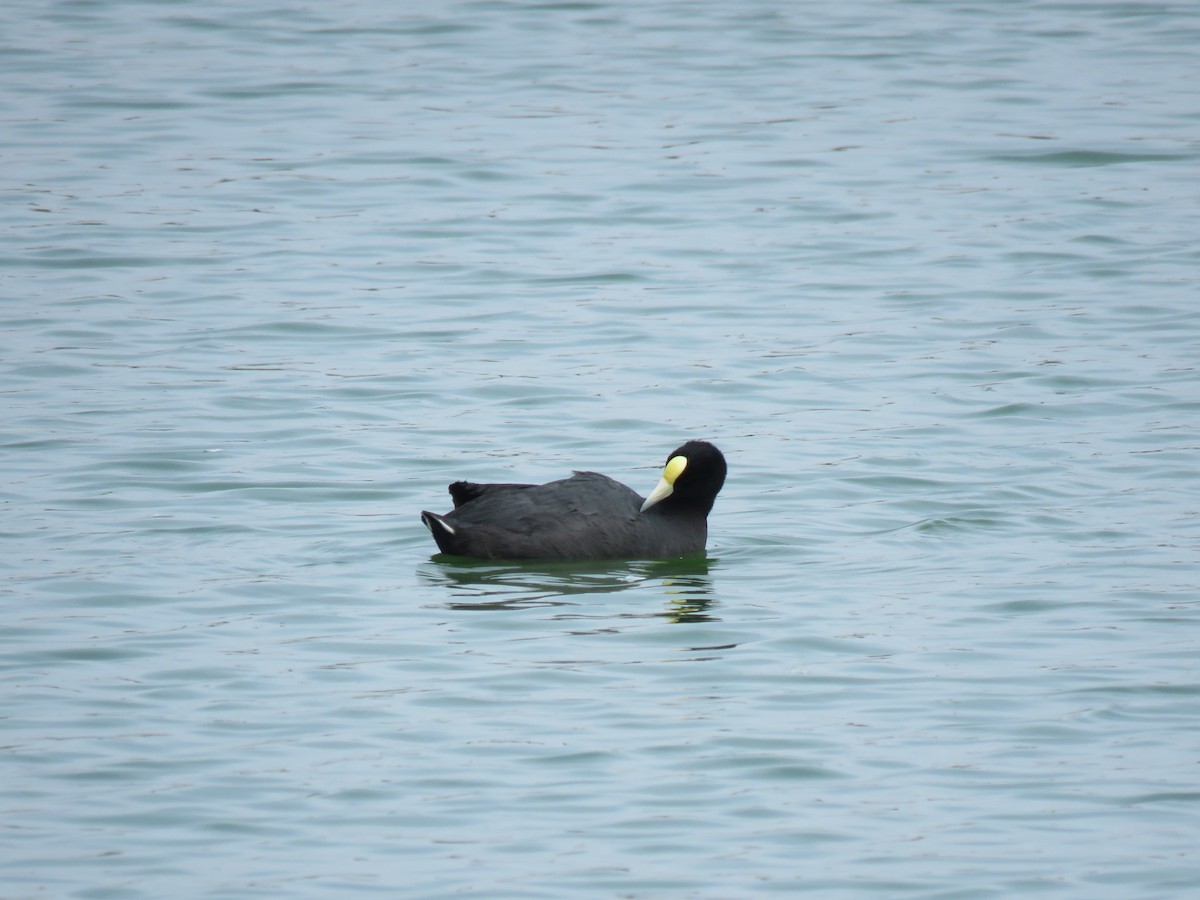 Slate-colored Coot - ML623779825