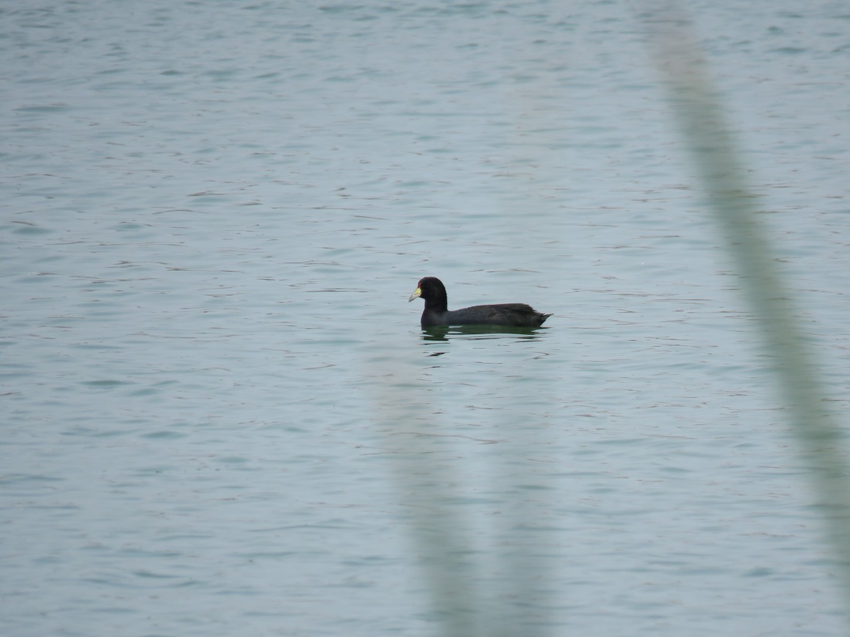 Slate-colored Coot - ML623779876