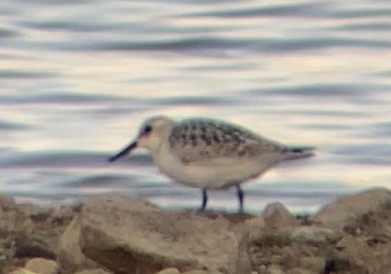 Sanderling - John Kolar