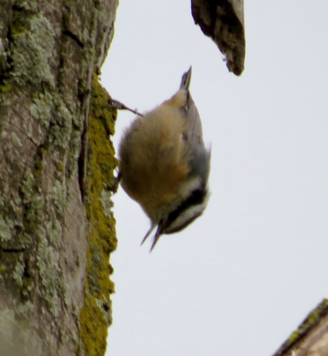 Red-breasted Nuthatch - ML623779893