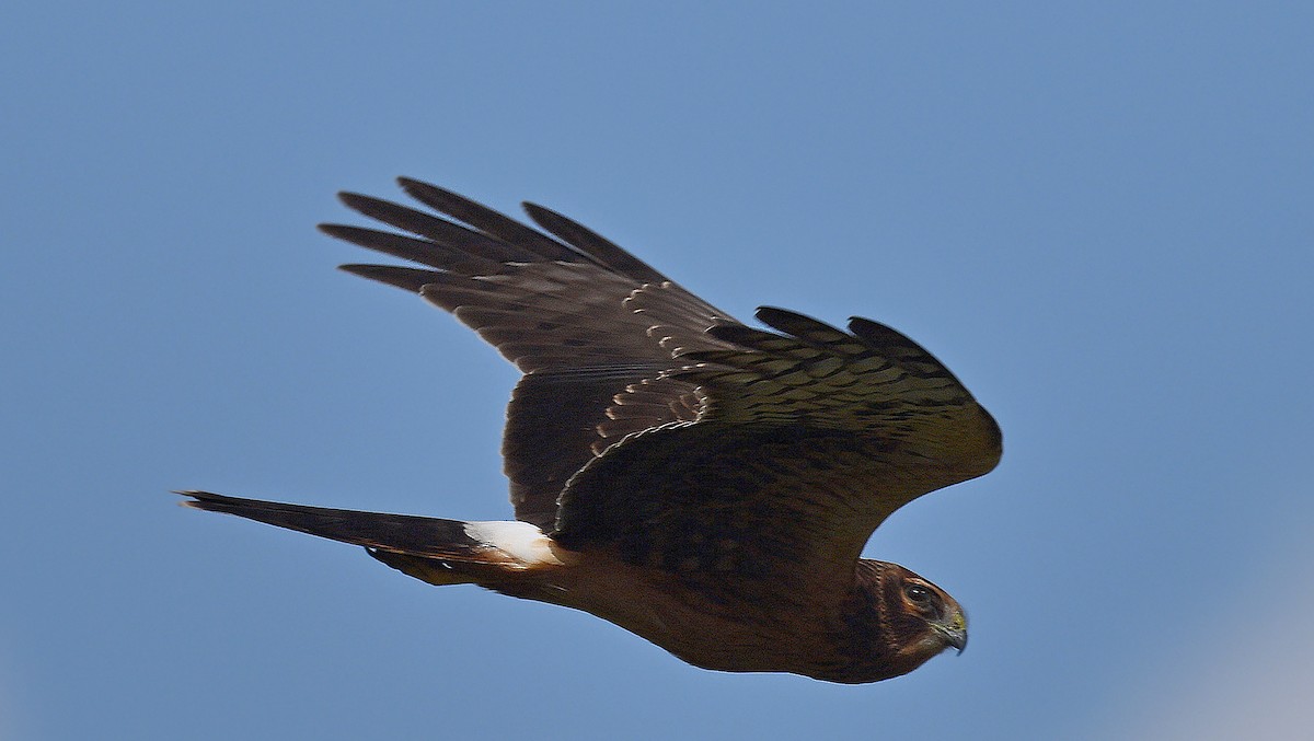 Northern Harrier - ML623779900