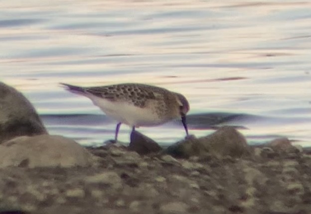 Baird's Sandpiper - ML623779912