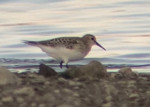 Baird's Sandpiper - ML623779913