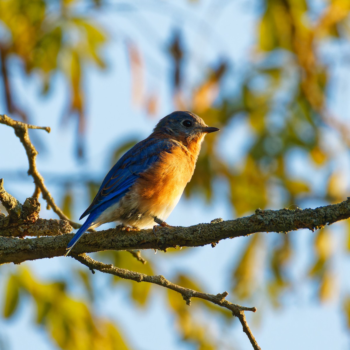Eastern Bluebird - ML623779969