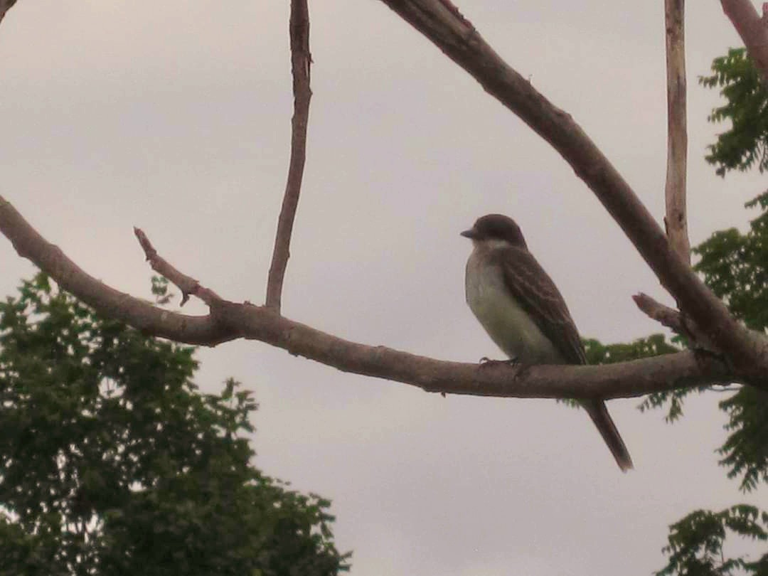 Eastern Kingbird - José Alberto Pérez Hechavarría