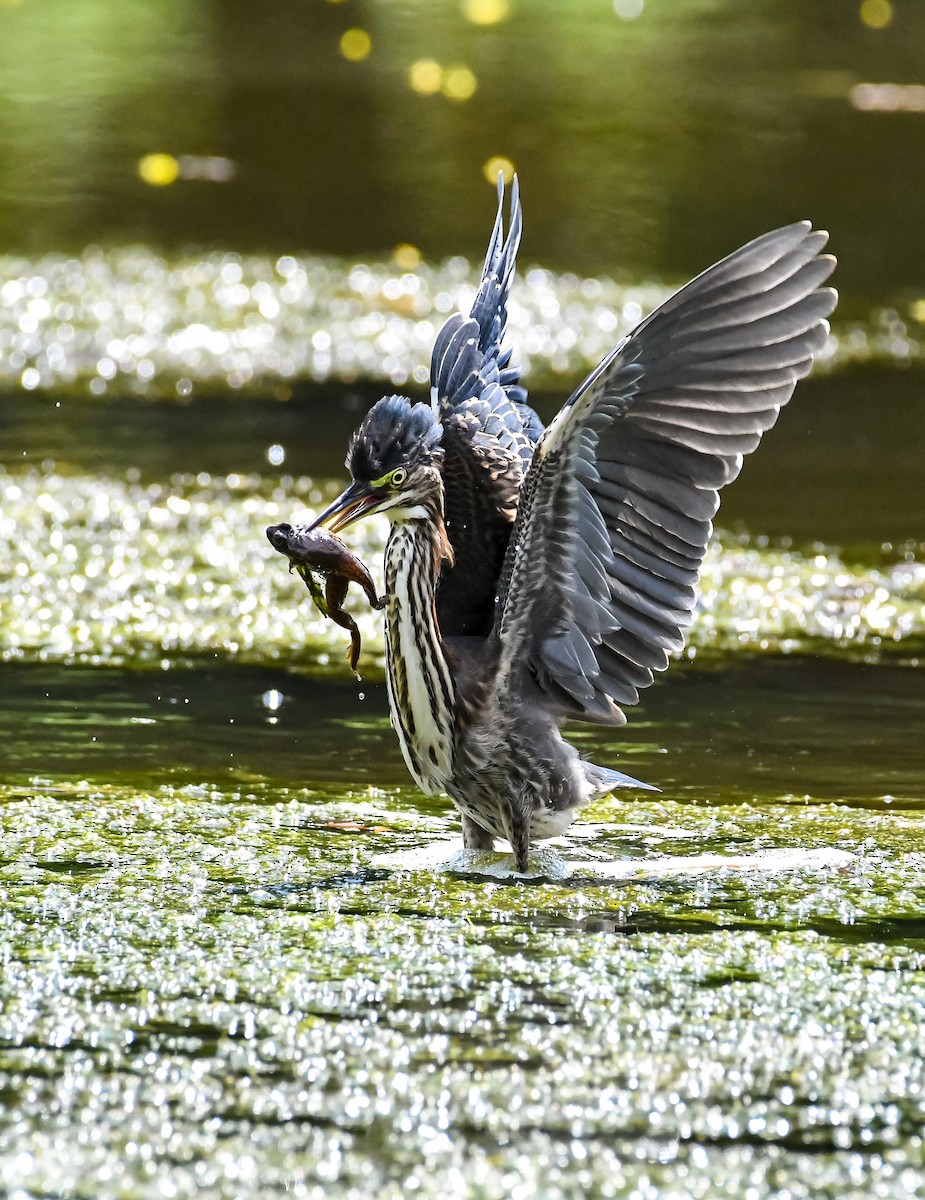 Green Heron - ML623780040