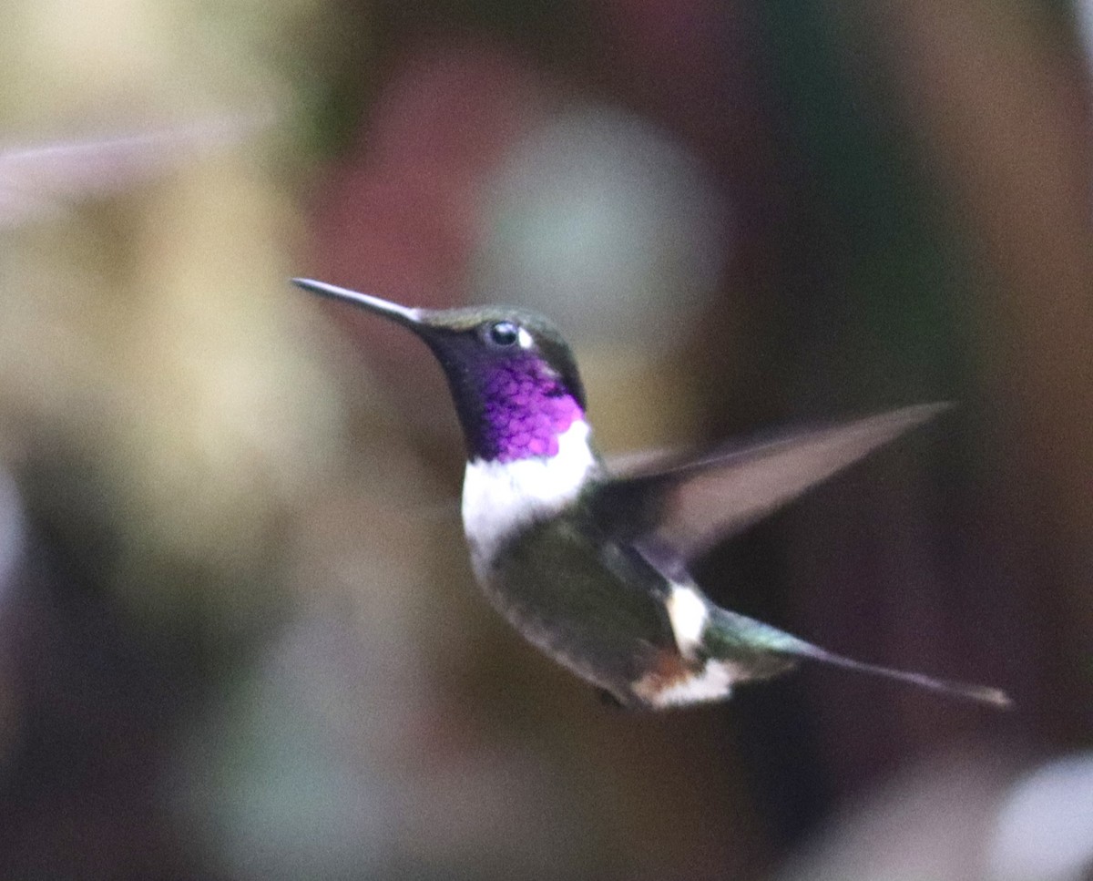 Colibrí de Mitchell - ML623780073