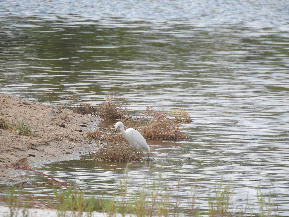 Snowy Egret - ML623780085