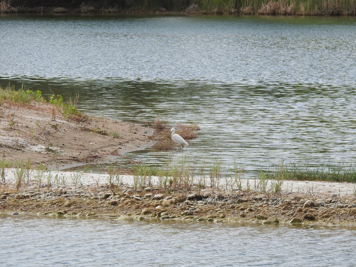 Snowy Egret - ML623780086