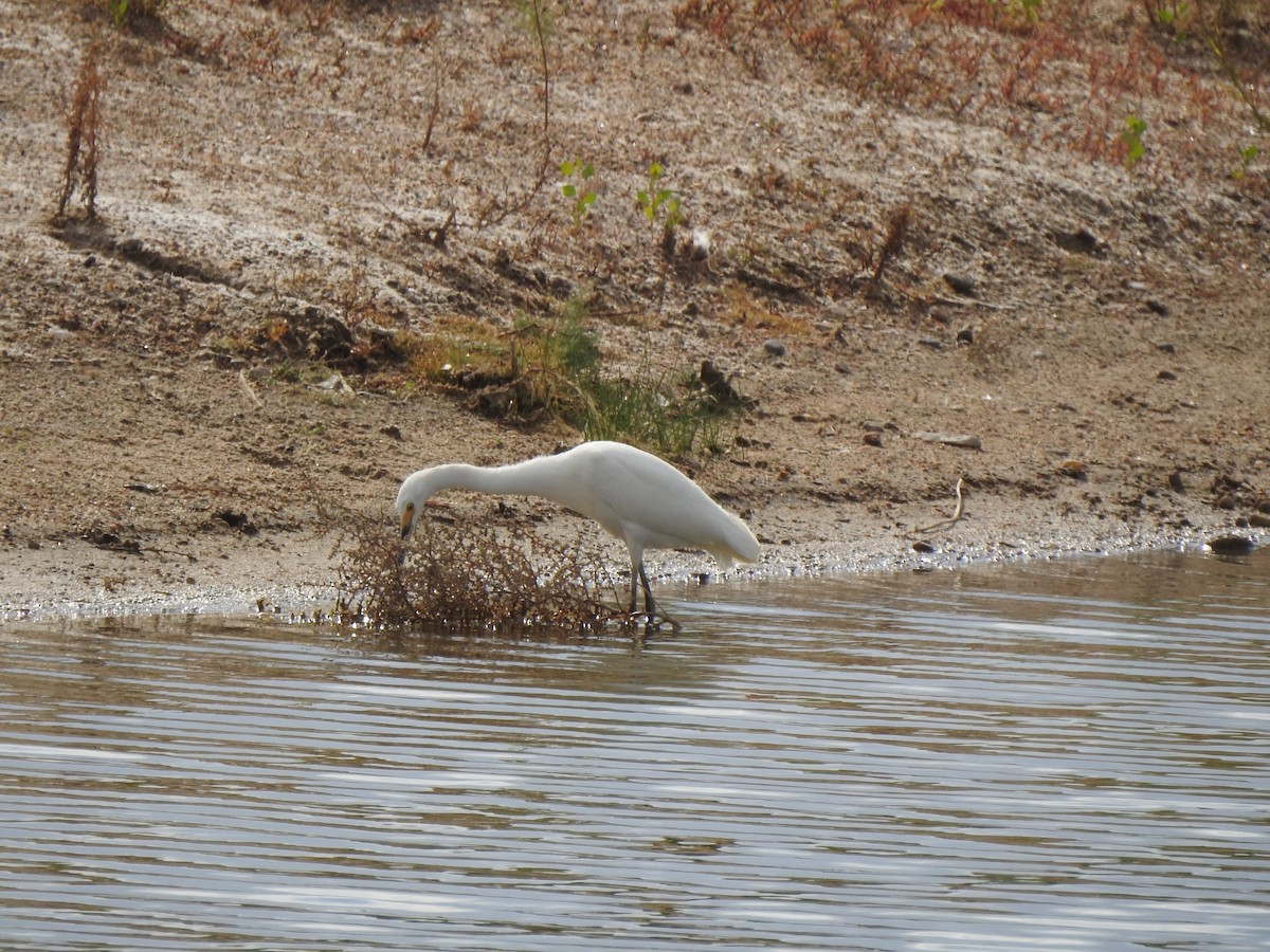 Snowy Egret - ML623780087