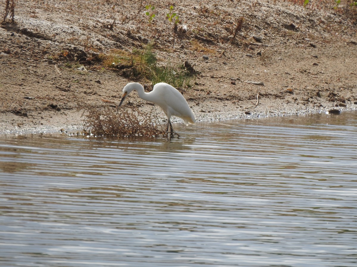 Snowy Egret - Mark Oreskovich