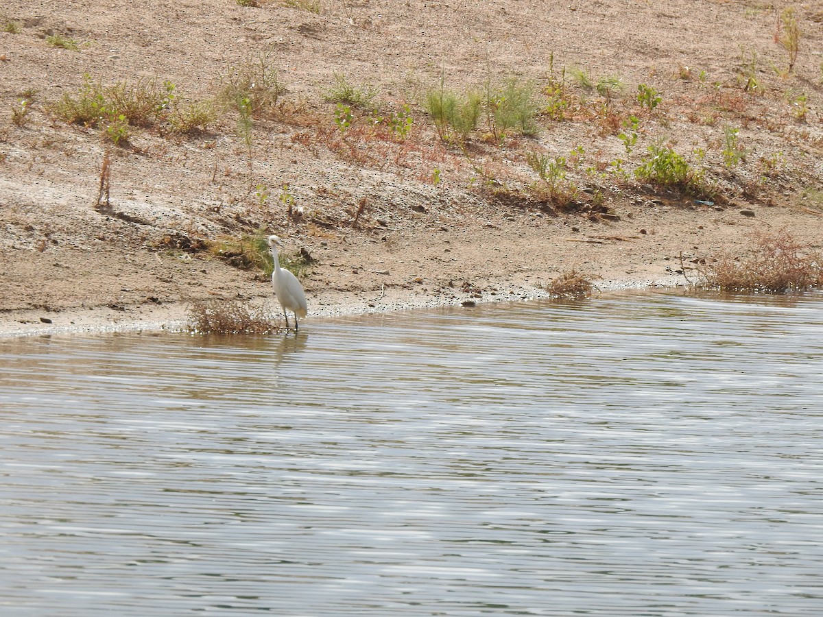 Snowy Egret - ML623780089