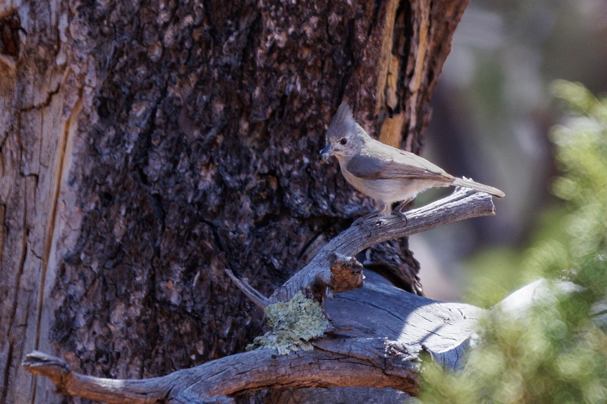 Juniper Titmouse - ML623780094