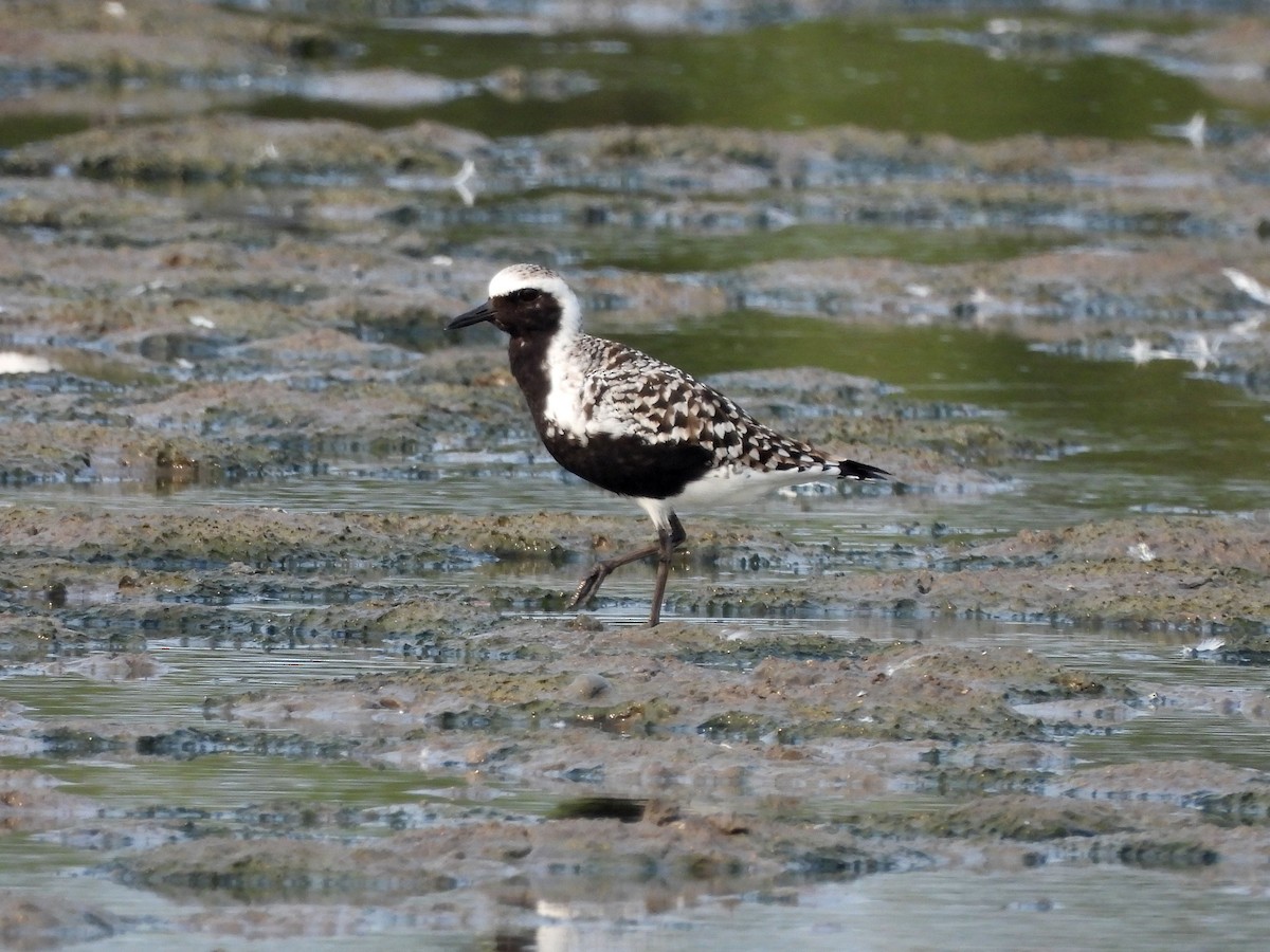 Black-bellied Plover - ML623780100